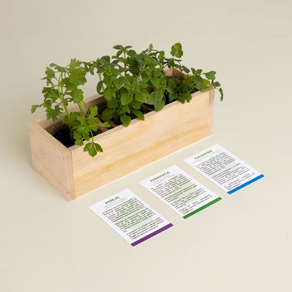 Kit Autocultivo Gourmet | Perejil, Albahaca Y Cilantro En Casa | Hierbas Frescas Para Cocina | Regalo Foodie_2