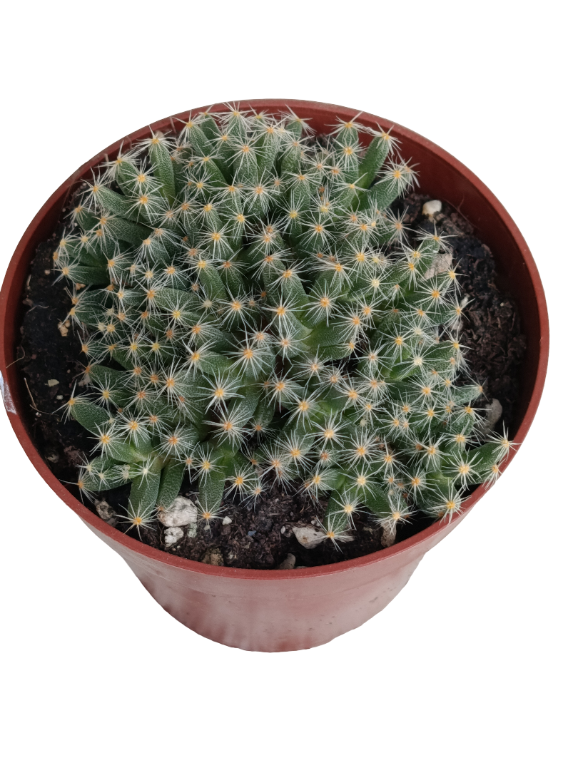 Trichodiadema Densum Ø8 Planta Suculenta Caudex Flor Fucsia_0