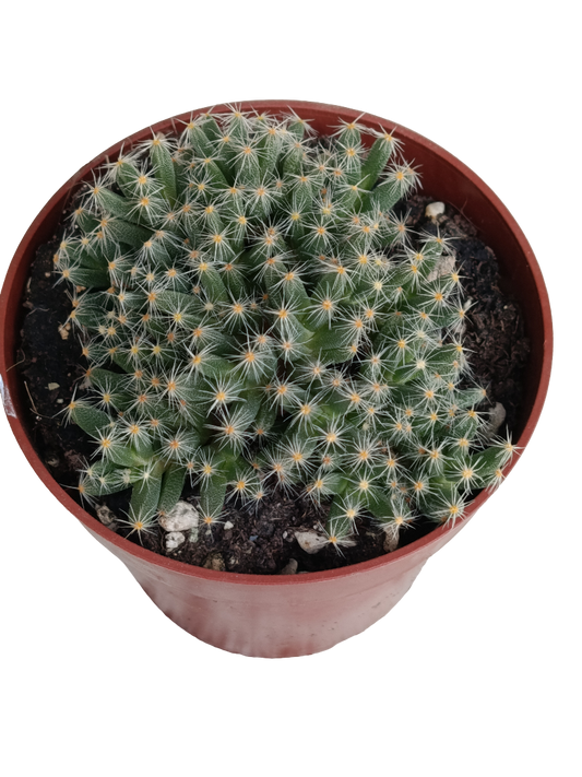 Trichodiadema Densum Ø8 Planta Suculenta Caudex Flor Fucsia_0