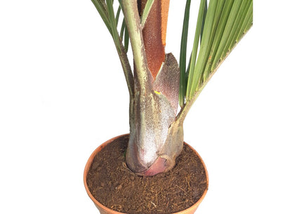 Neodypsis Decarii M21 100cm_1