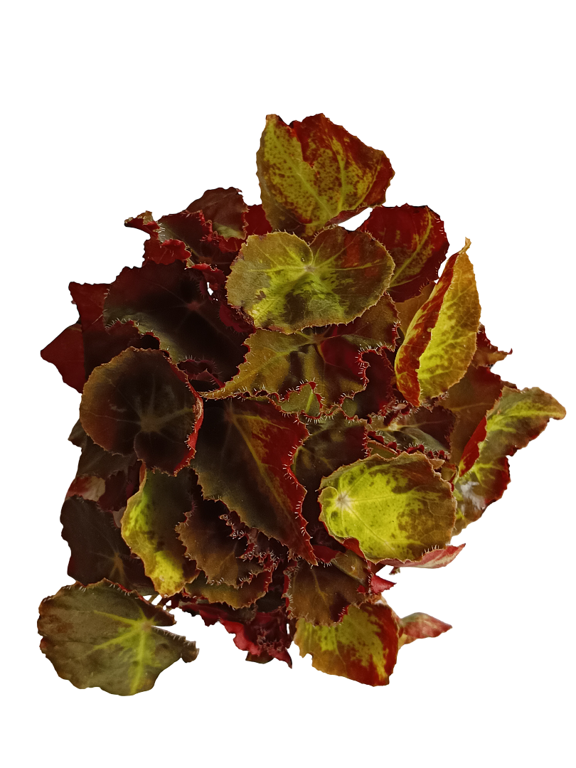 Begonia Montuno Planta Natural De Interior Ø9_0