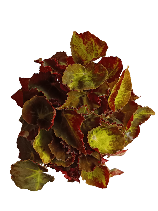 Begonia Montuno Planta Natural De Interior Ø9_0