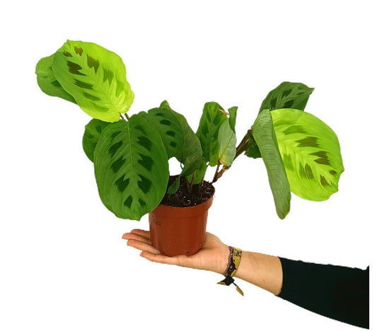 Maranta Leuconeura M12_0