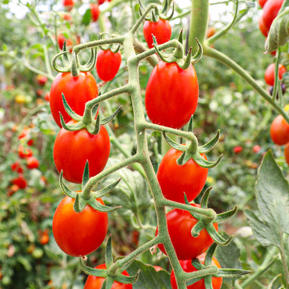 Plantón Tomate Cherry Pera Rojo 6 Unidades - Plantabo_1