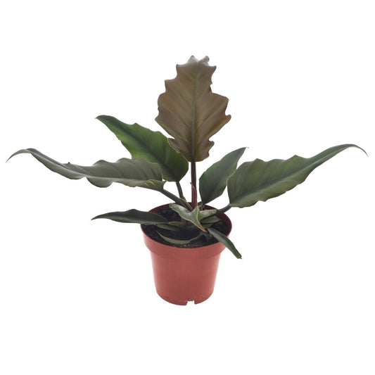 Filodendro - Philodendron 'caramel' - Altura 25-35cm - ⌀12cm_0