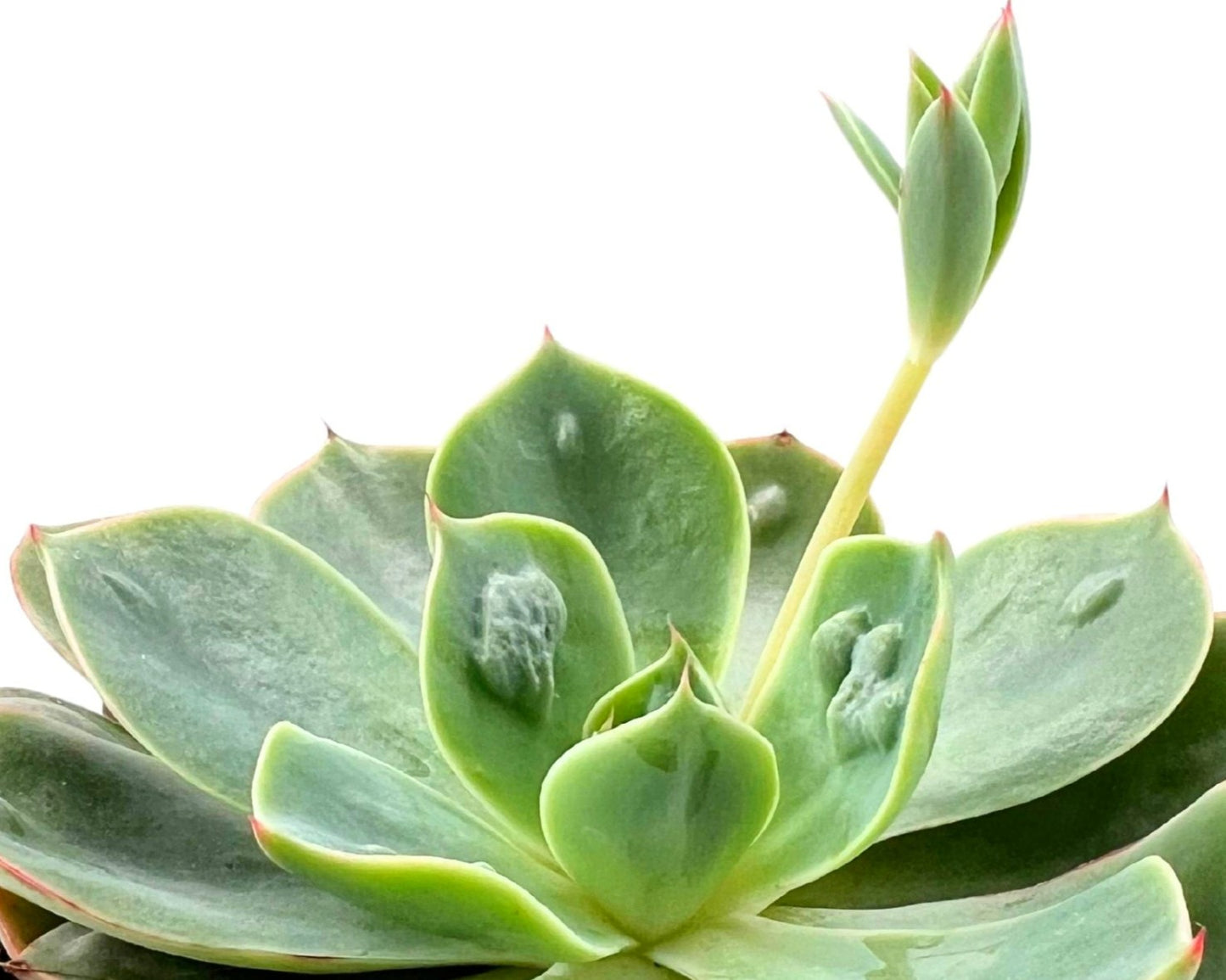 Echeveria ‘raindrops’ (echeveria Gotas De Lluvia); Planta Suculenta; Curiosarium; Maceta 10,5 Cm_1