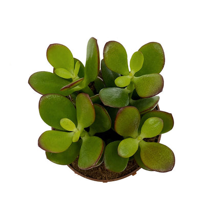 Crassula Ovata Cactus Y Suculentas M8,5 cm Ø_1