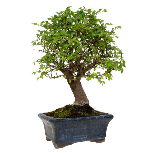 Bonsai Zelkova parvifolia 5 anos - Olmo Chinês