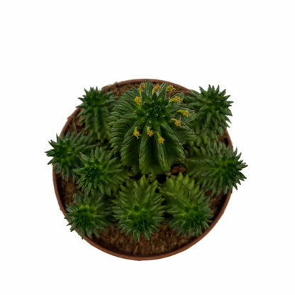 Euphorbia Suzannae Cactus Y Suculentas_1