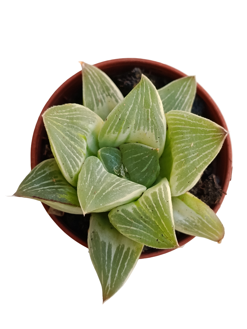 Haworthia Retusa Variegata Milky Way Ø5_0