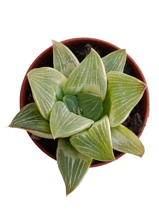 Haworthia Retusa Variegata Milky Way Ø5_0