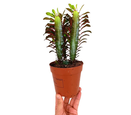 Euphorbia Trigona Rubra M12 20cm_0