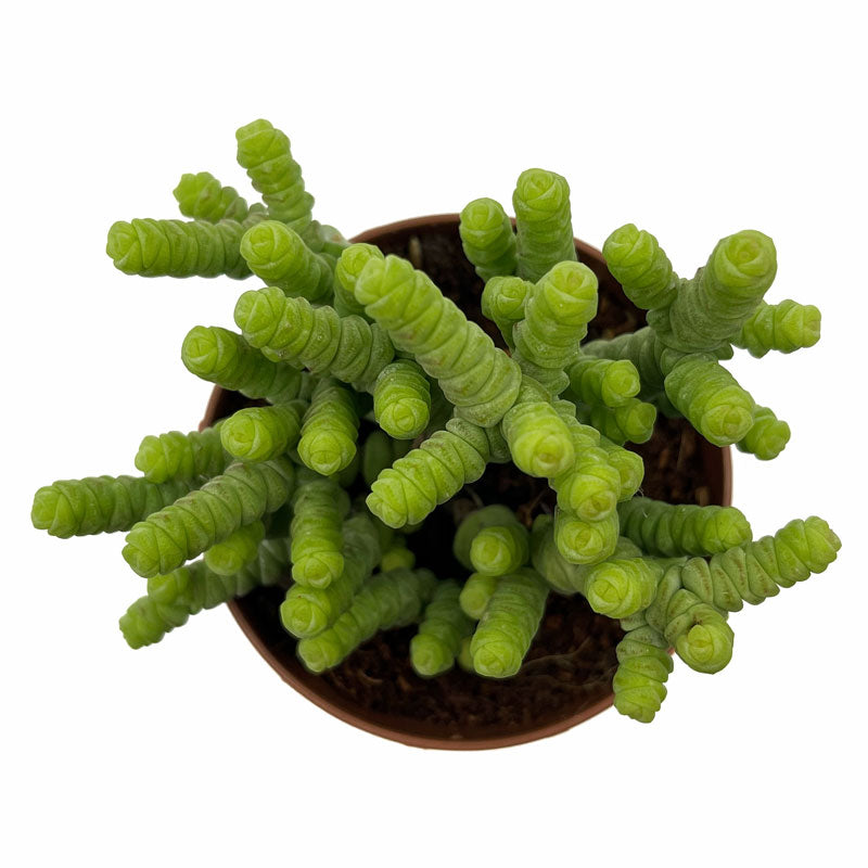 Crassula Baby’s Necklace Cactus Y Suculentas M8,5 cm Ø_2