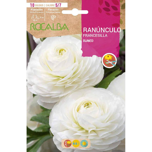 Bolbo de Ranúnculo Branco 10 unidades Rocalba