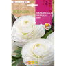 Bolbo de Ranúnculo Branco 10 unidades Rocalba