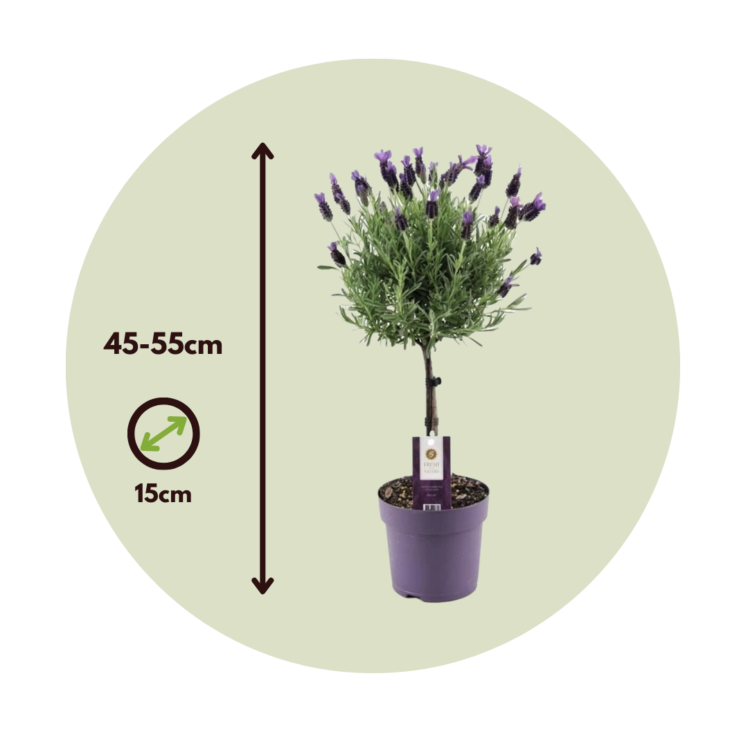 Árbol De Lavanda - Lavandula Stoechas 'anouk' - Altura 45-55cm - ⌀15cm_2