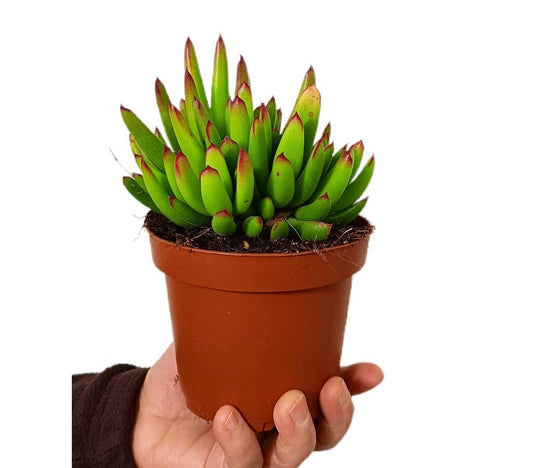Cotyledon Orbiculata M13_0