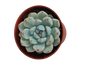 Echeveria Cuspidata Zaragozae Ø8 Planta Suculenta