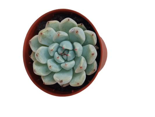Echeveria Cuspidata Zaragozae Ø5 Planta Suculenta_0