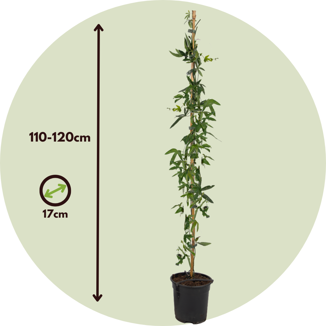 Pasionaria Azul - Passiflora Caerulea - Altura 110-120cm - ⌀17cm_2