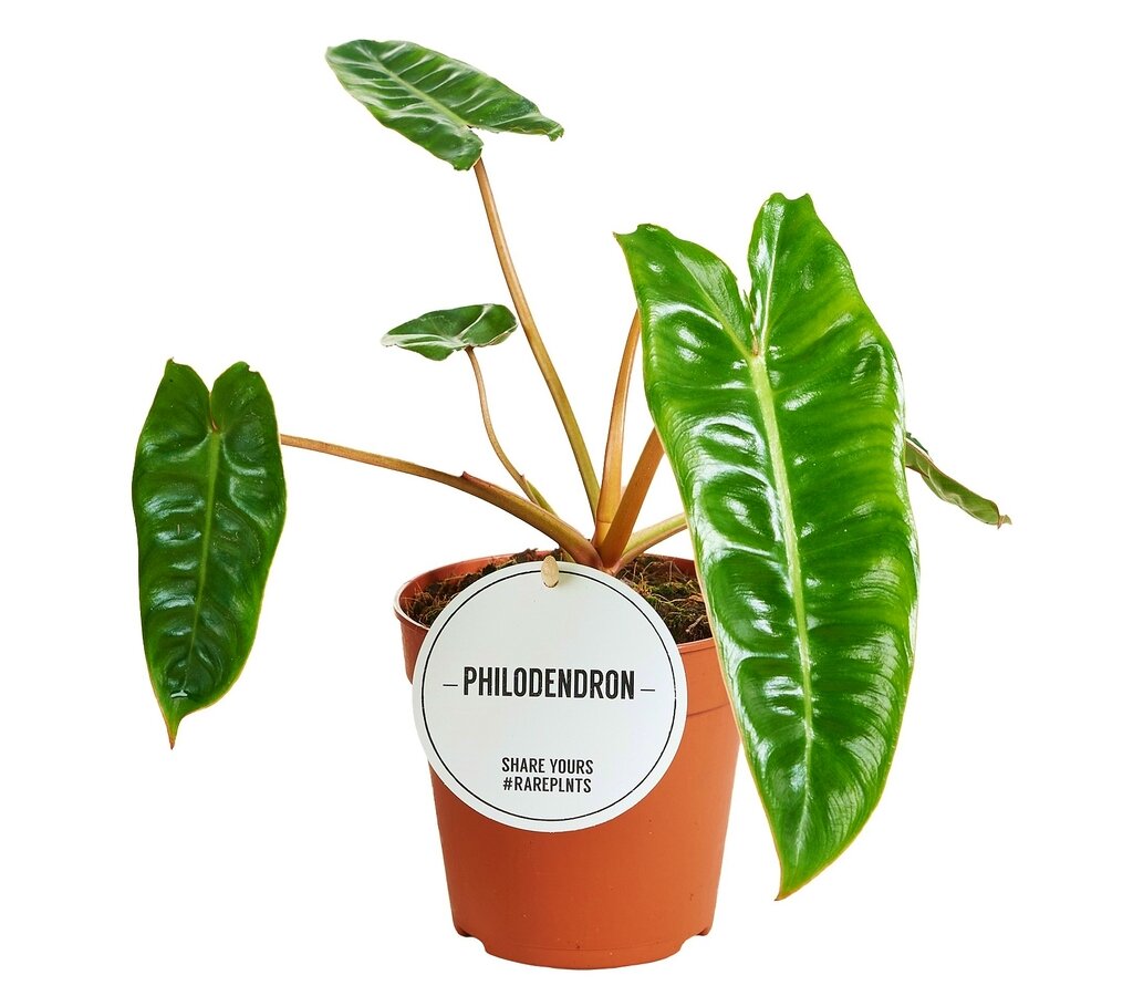 Philodendron Bilietiae M12 30cm_0