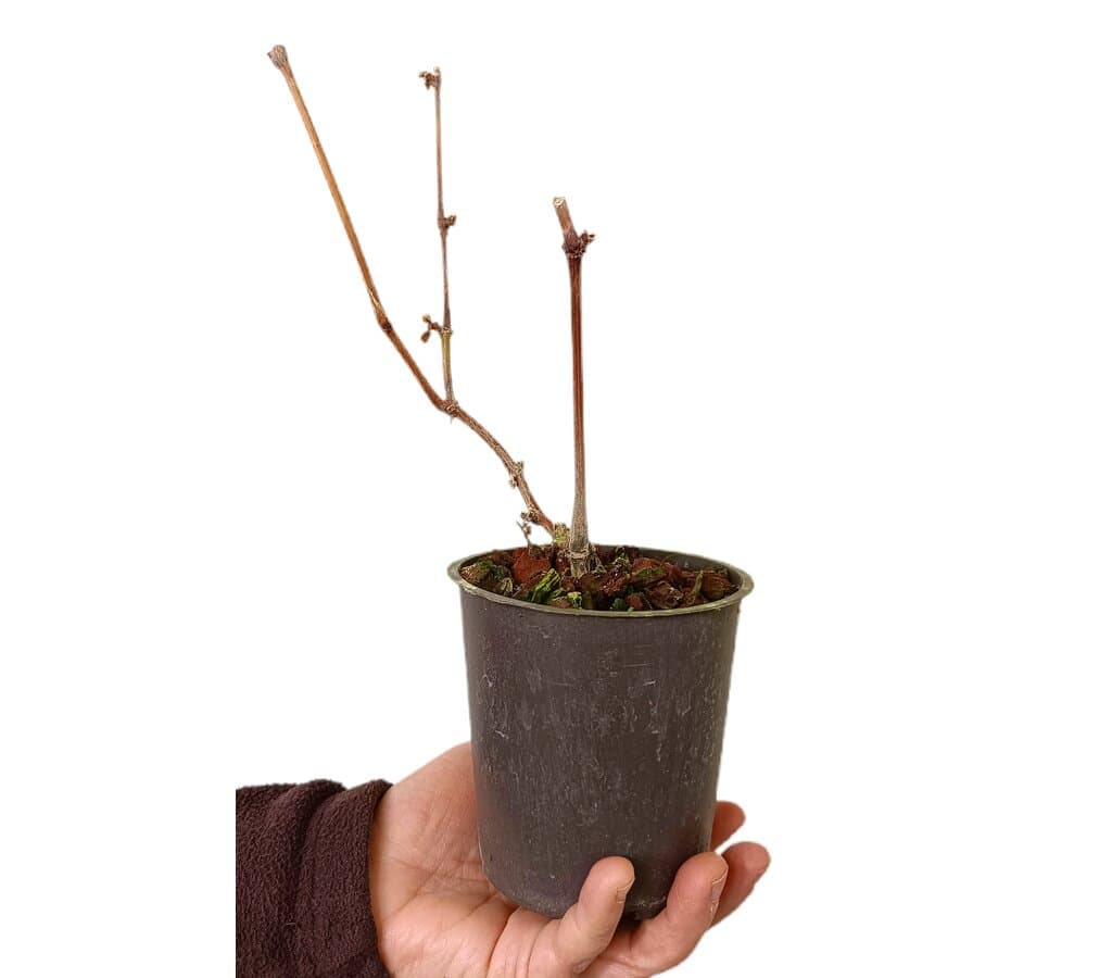 Vitis Boskoop Glorie M12_1