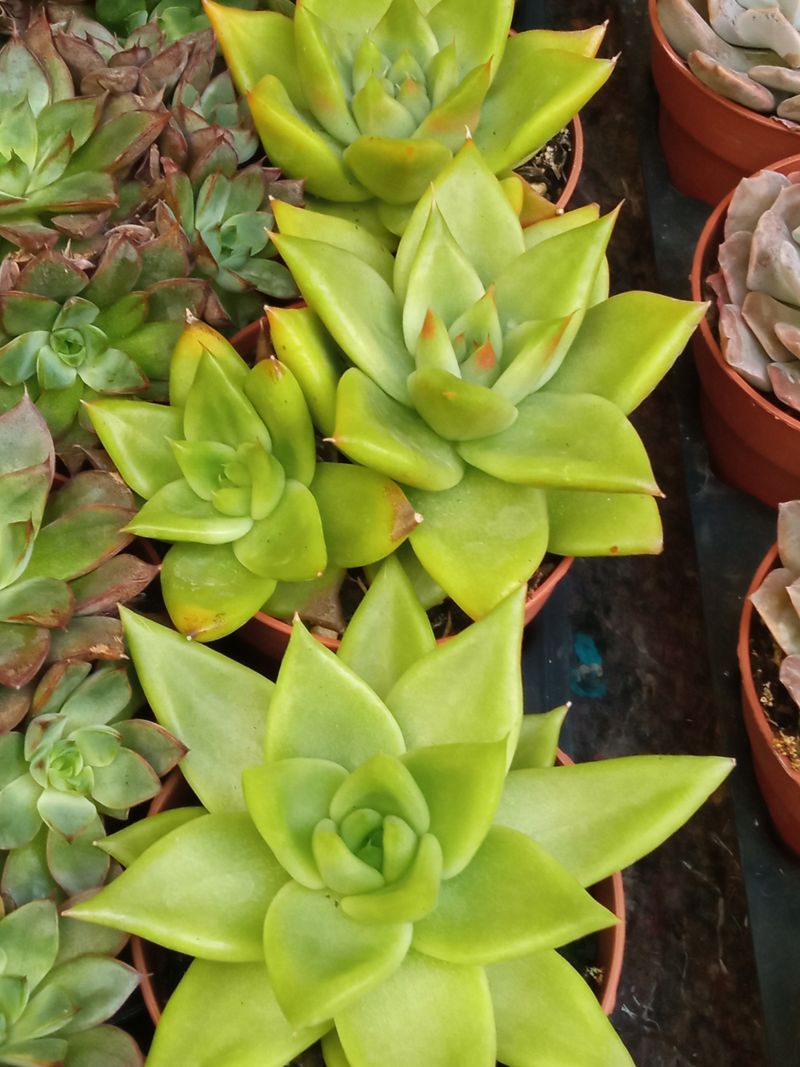Suculentas Y Cactus Variedad #21 Planta Sin Id_0