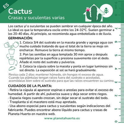 Kit de auto-cultivo de cactos Planeta Huerto