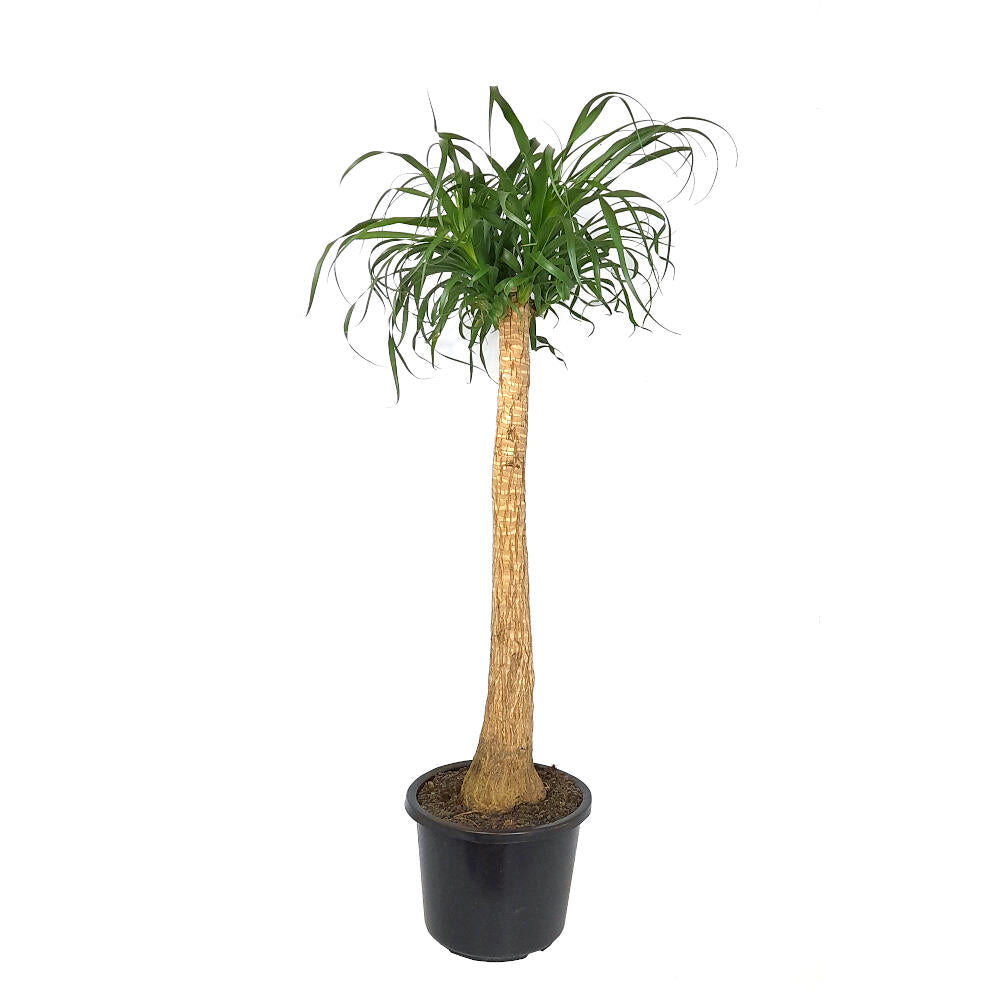 Beaucarnea Recurvata M32 140cm (pata De Elefante)_0