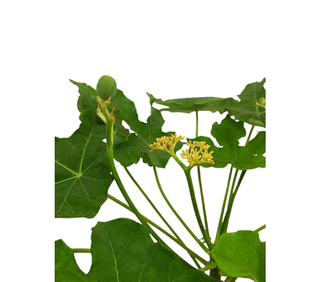 Jatropha Podagrica M25 60cm_1