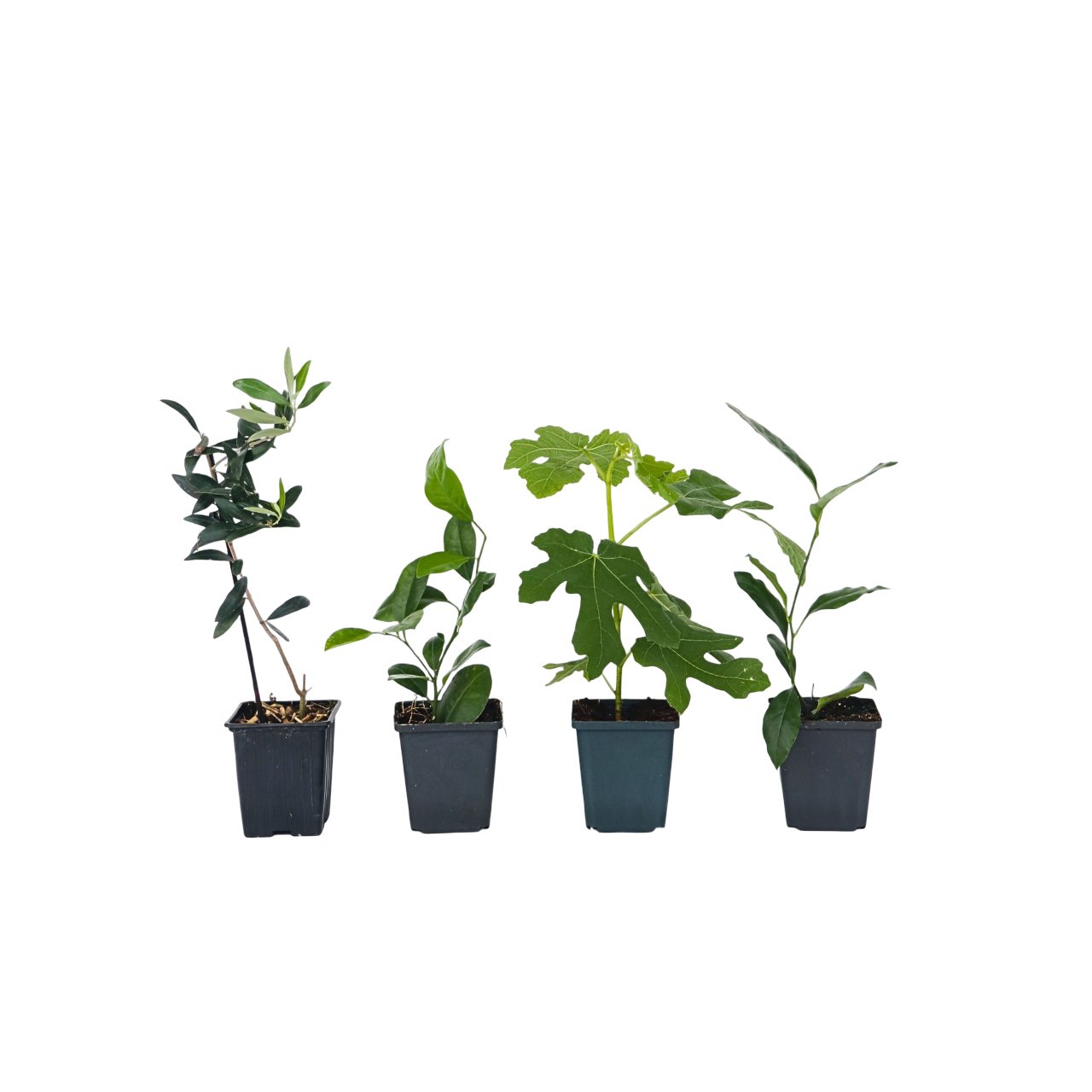 Mezcla De Árboles Frutales - 4 Pzs - Altura 25-40cm - ⌀9cm_0