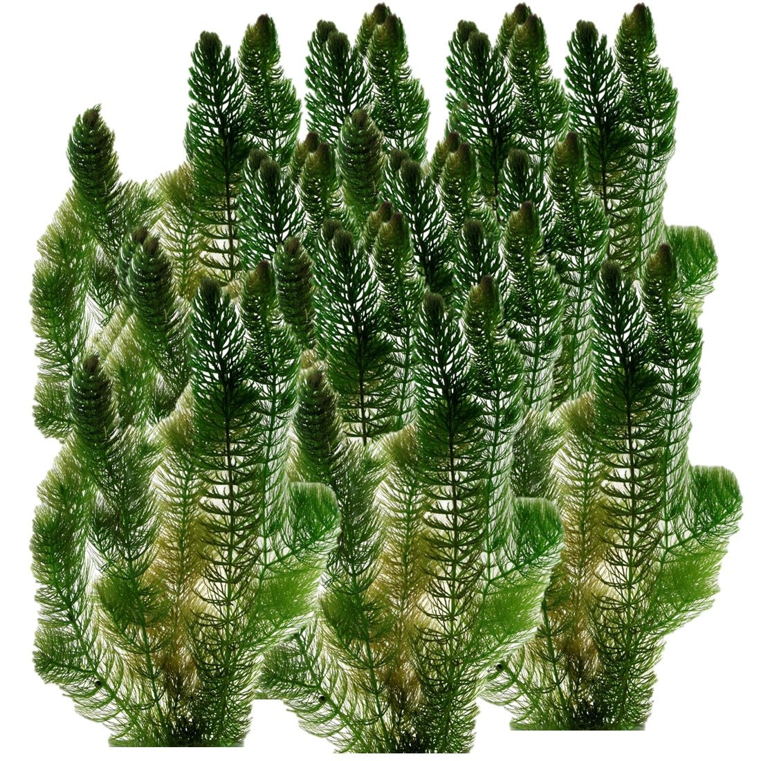 Cola De Zorro 5l - Planta Oxigenante Flotante Para Estanque, Menos Algas_0