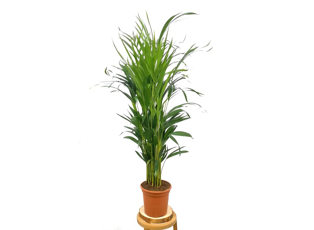 Areca Lutescens M17 90cm_0