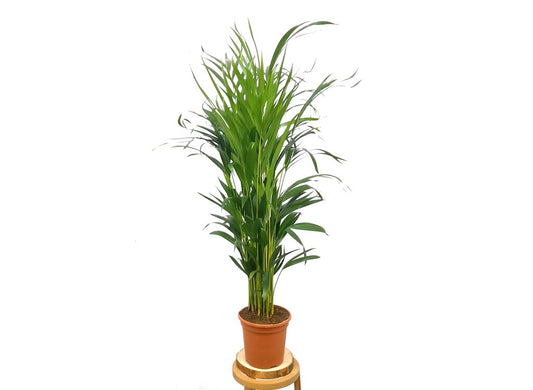 Areca Lutescens M17 90cm_0