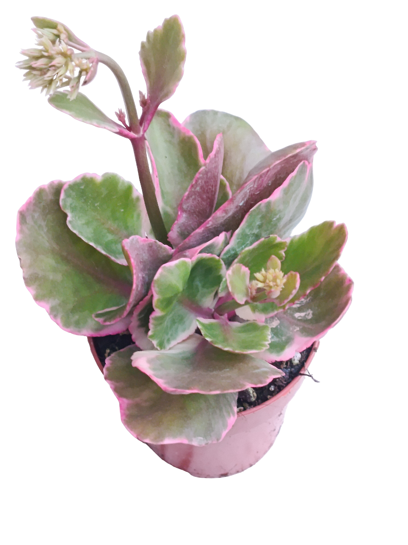 Kalanchoe Sp Variegata Ø8 Planta Suculenta_0