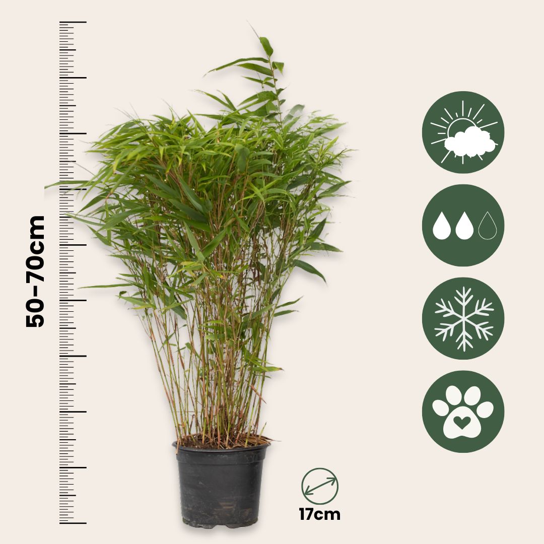 Bambú - 12 Pzs - Fargesia Nitida 'gansu' - Altura 50-70cm - ⌀17cm_2