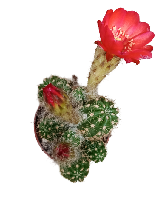 Chamaecereus Flor Roja Ø5 Cactus Colgante_0