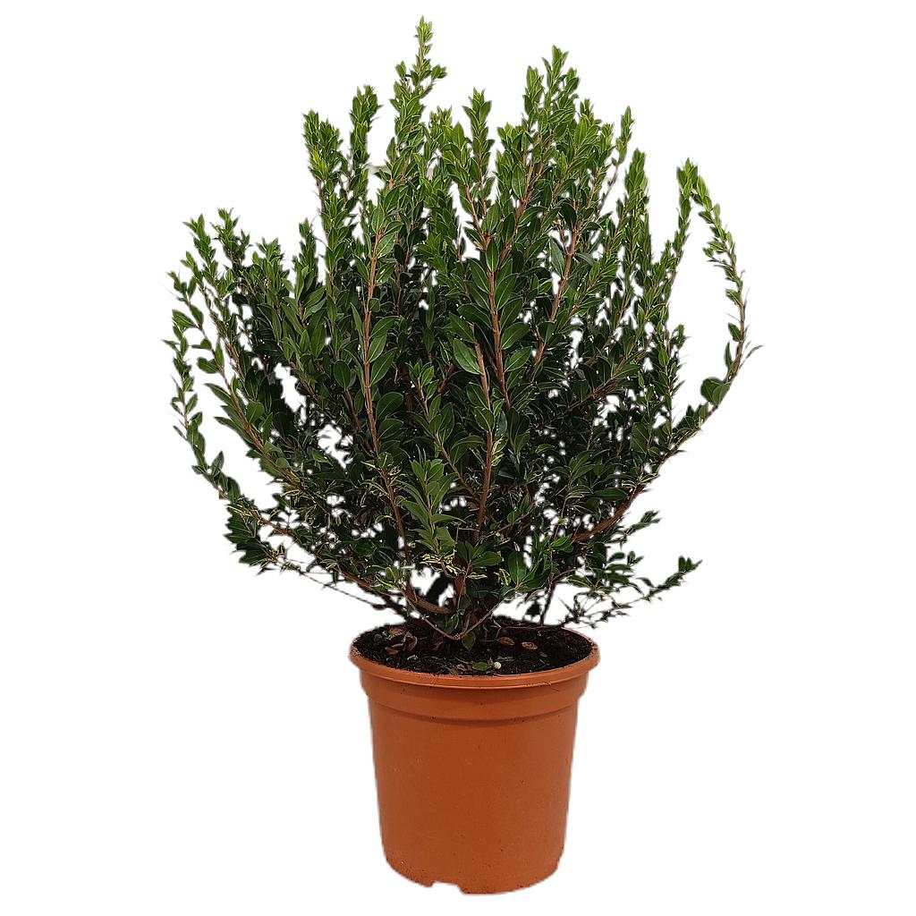 Myrtus Communis Tarentina M24 60cm (mirto)_0