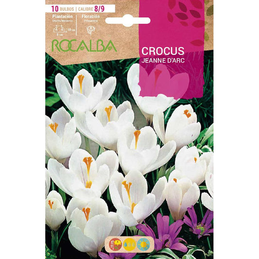 Bulbo de açafrão Jeanne D'Arc branco e lilás 10 unidades Rocalba
