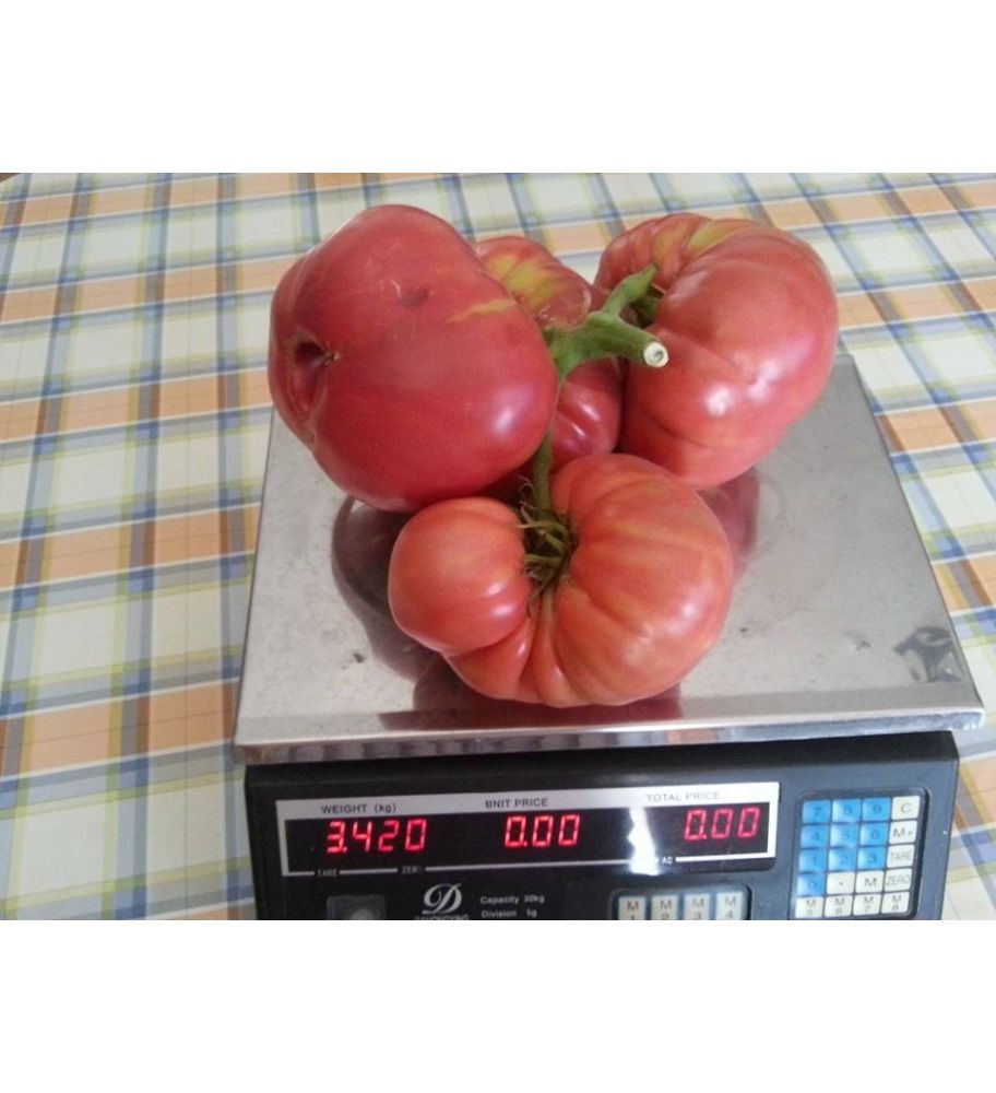 Plantón Tomate Huevo De Toro (10 Unidades)_2
