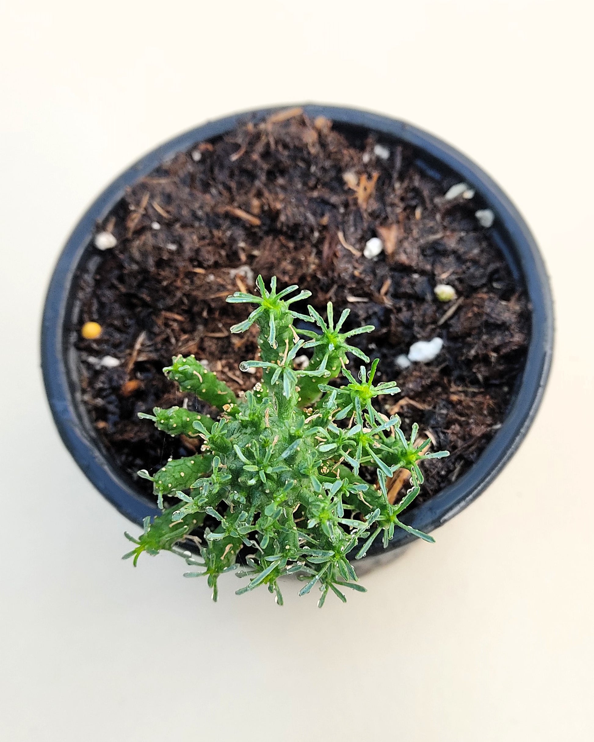 Euphorbia Flanaganii (cabeza De Medusa); Euforbia Suculenta, Planta De Colección; Curiosarium; Diámetro Maceta 10,5 Cm_3