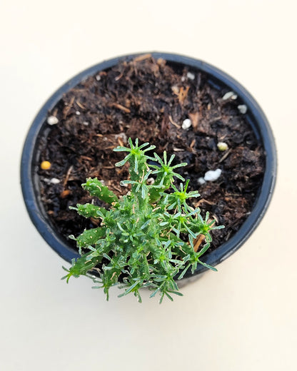 Euphorbia Flanaganii (cabeza De Medusa); Euforbia Suculenta, Planta De Colección; Curiosarium; Diámetro Maceta 10,5 Cm_3
