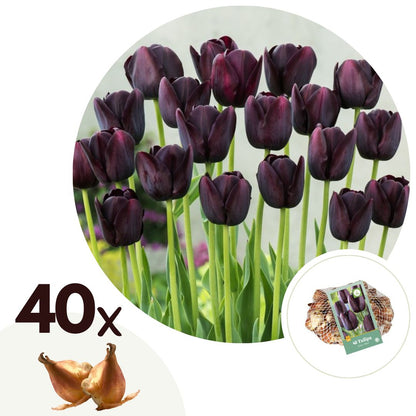 Bulbos De Tulipán - 40 Pzs - Tulipa 'queen Of Night' - Bulbos De Flores_0