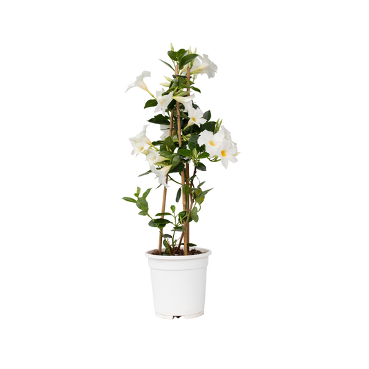 Dipladenia - Mandeville 'rio White' - Altura 60-70cm - ⌀17cm_0