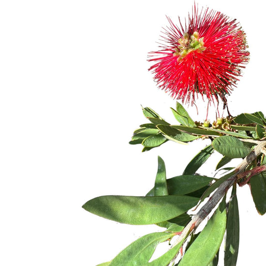 Callistemo Planta Ornamental Nativa De Australia (callistemon Spp.) Maceta 25cm_0