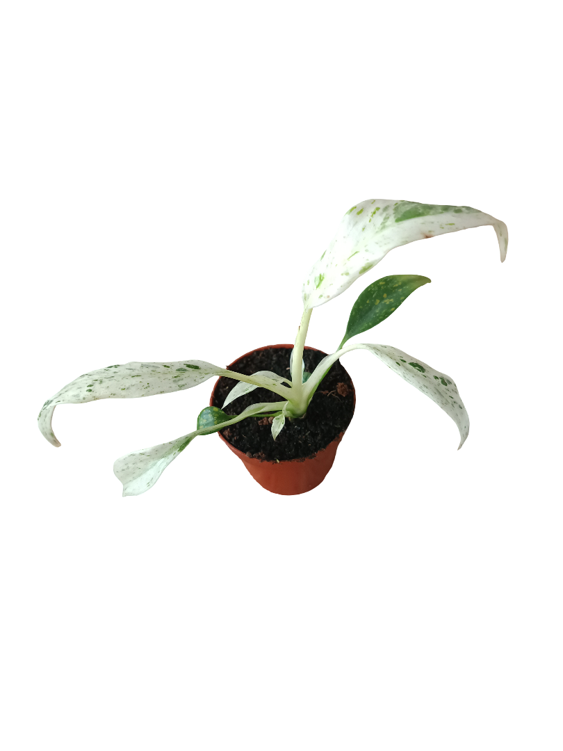 Rhaphidophora Puberula Variegata Monstera Planta De Interior Ø6_0