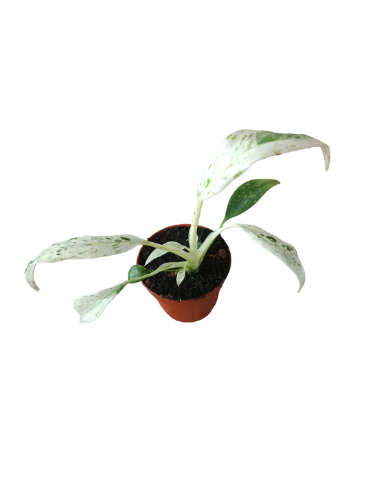 Rhaphidophora Puberula Variegata Monstera Planta De Interior Ø6_0