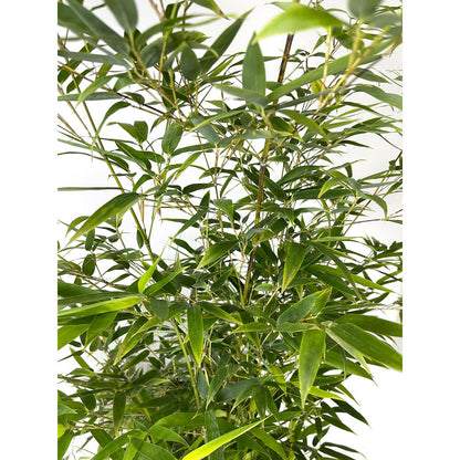 Bambu Variegata M25 100cm_1