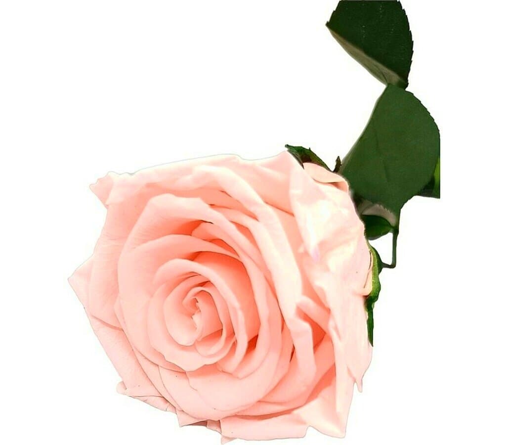 Mundo Eterno Rosa Preservada Light Pink 25cm_0