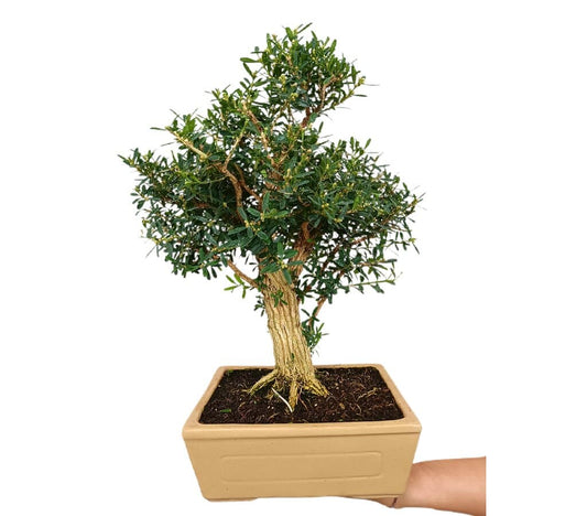 Bonsái Buxus Harlandii 19 Años (boj Chino)_0